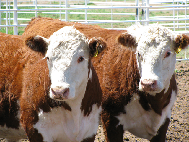 What is the cause of my cow&#039;s rapid weight loss? (DTN/Progressive Farmer photo by Claire Vath) 
